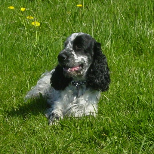 Spaniel Caspar