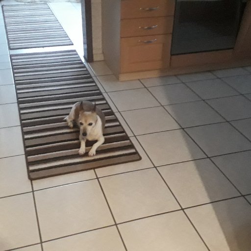 Laska beim Frauchen Erna in der K&uuml;che