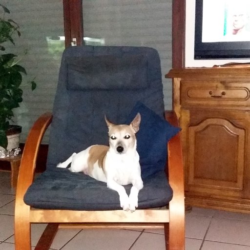 Klein Laska auf ihrem Sessel wie eine Königin
