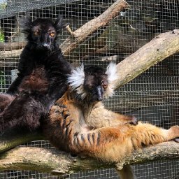 Park Merveilleux 2..jpg