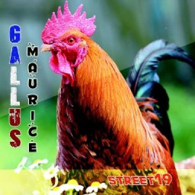 Gallus Maurice