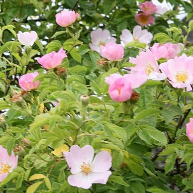 Durch das Tal der bunten Blumen