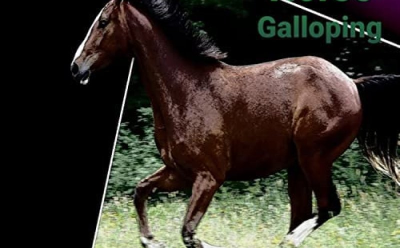 Grassland Horse Galloping